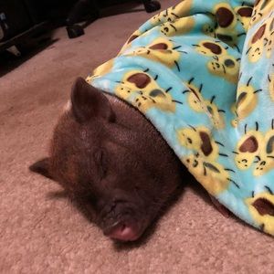 Meet your Posher, Nikki